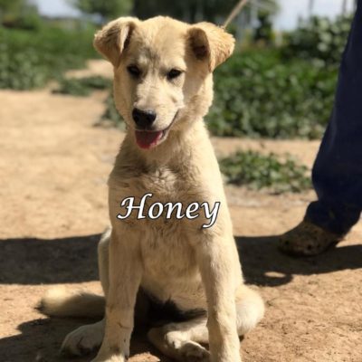 Honey IMG-20200329-WA0092