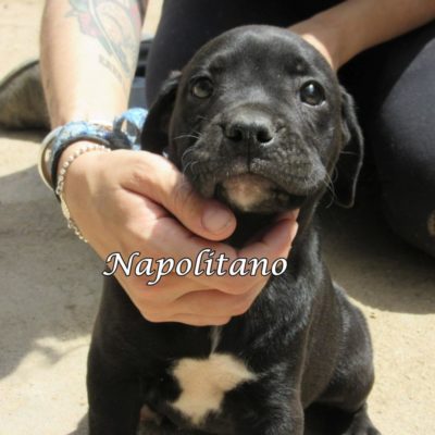 Napolitano IMG_6117