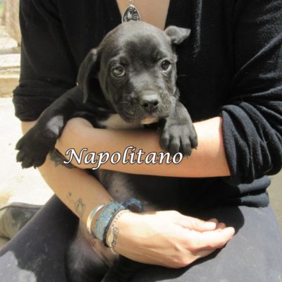 Napolitano IMG_6123