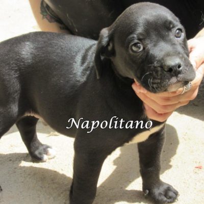 Napolitano IMG_6130