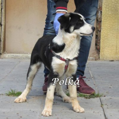 Polka IMG_5961