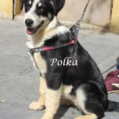 Polka IMG_5969