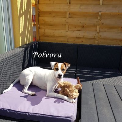 Polvora IMG-20200414-WA0034