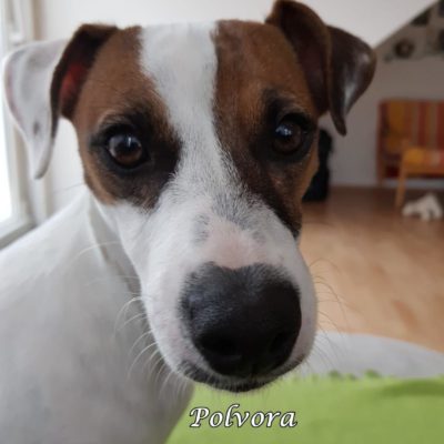 Polvora IMG-20200414-WA0035