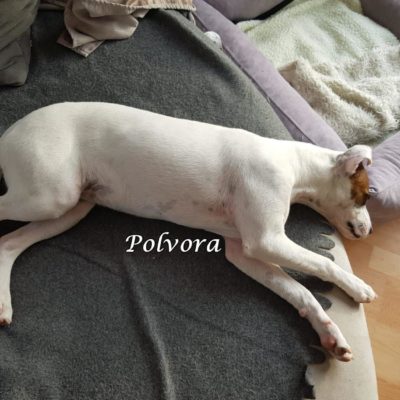 Polvora IMG-20200414-WA0036