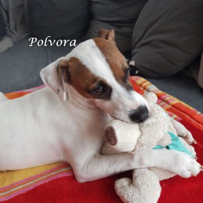 Polvora IMG-20200414-WA0037