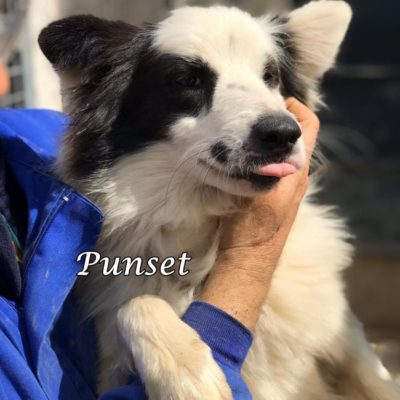 Punset IMG-20200329-WA0123