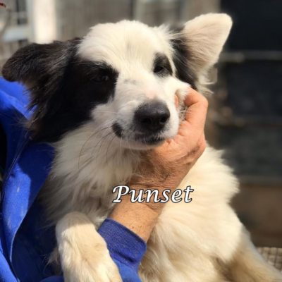 Punset IMG-20200329-WA0124