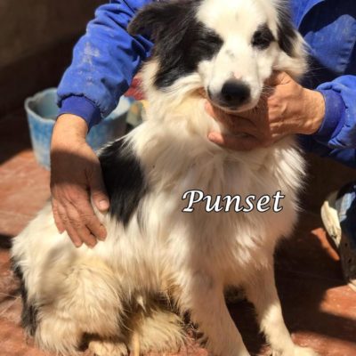 Punset IMG-20200329-WA0127