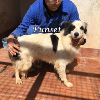 Punset IMG-20200329-WA0128