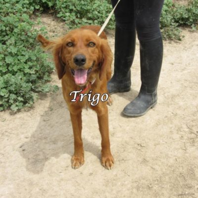 Trigo IMG_6267
