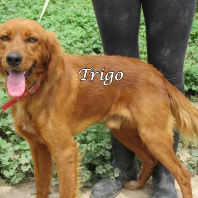 Trigo IMG_6274