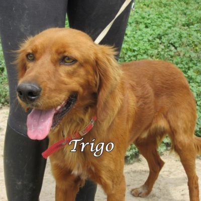Trigo IMG_6280