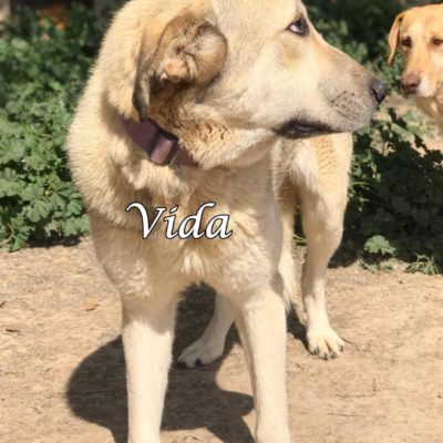 Vida IMG-20200329-WA0112