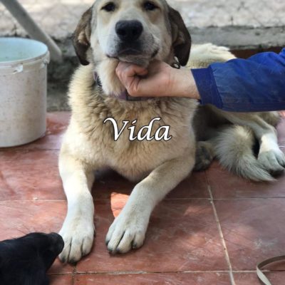 Vida IMG-20200329-WA0116