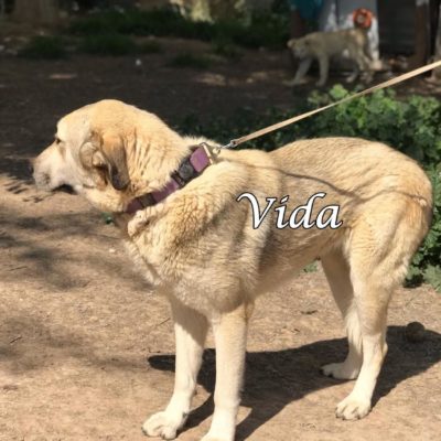 Vida IMG-20200329-WA0118