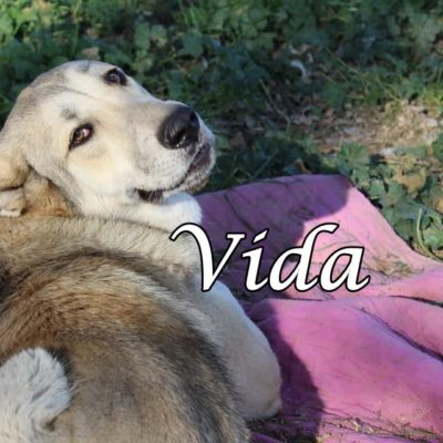 Vida2