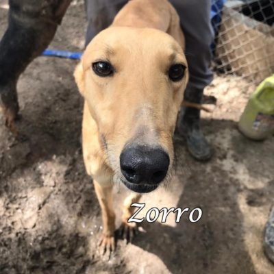 Zorro IMG-20200404-WA0024