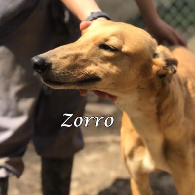 Zorro IMG-20200404-WA0025
