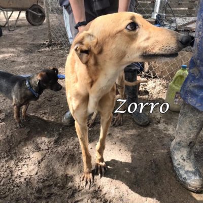 Zorro IMG-20200404-WA0026