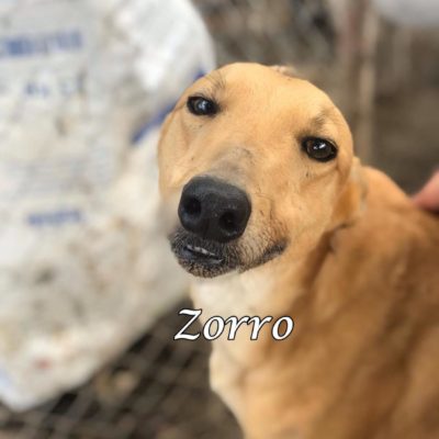 Zorro IMG-20200404-WA0027