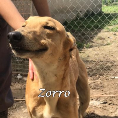 Zorro IMG-20200404-WA0030