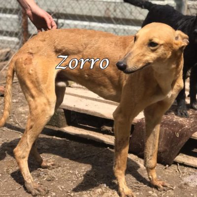 Zorro IMG-20200404-WA0032