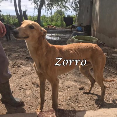 Zorro IMG-20200404-WA0034