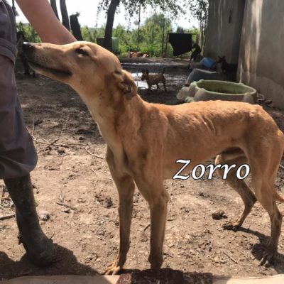 Zorro IMG-20200404-WA0037