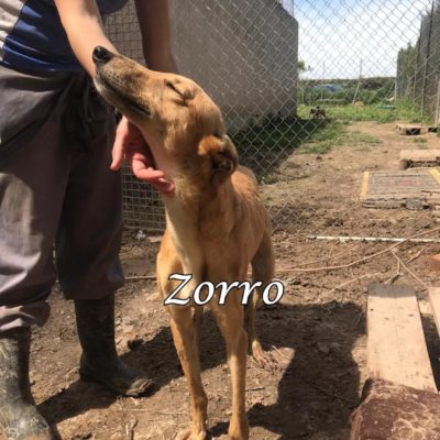 Zorro IMG-20200404-WA0038