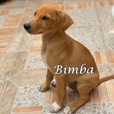 Bimba IMG-20200509-WA0086