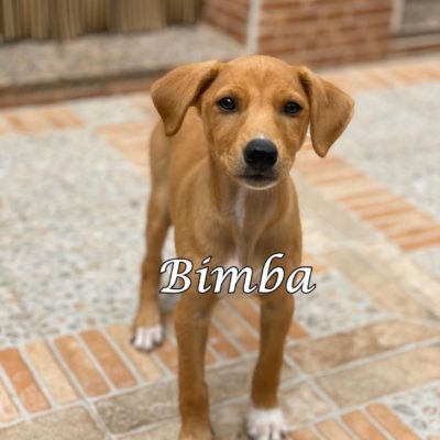 Bimba IMG-20200509-WA0087
