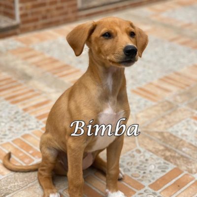 Bimba IMG-20200509-WA0088