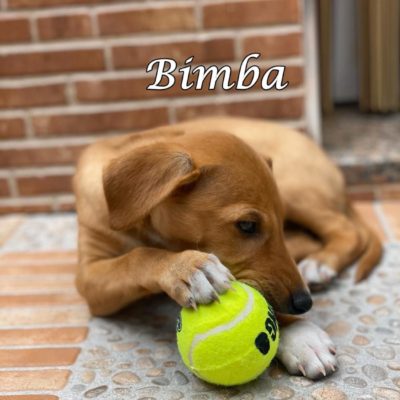 Bimba IMG-20200509-WA0090