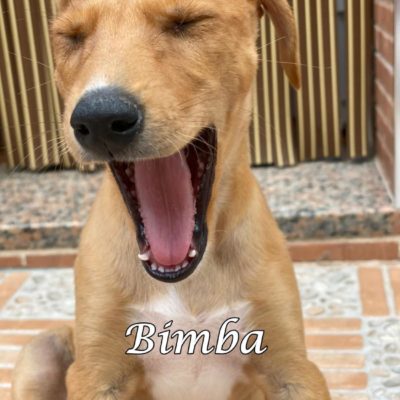 Bimba IMG-20200509-WA0093