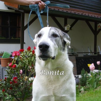 Bonita DSCI0052