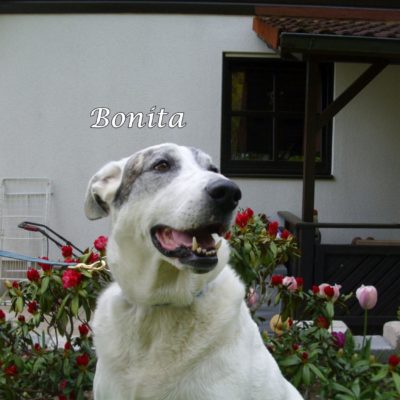 Bonita DSCI0053