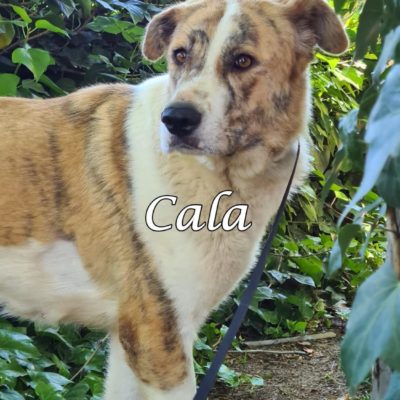 Cala IMG-20200519-WA0075