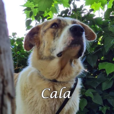 Cala IMG-20200519-WA0076