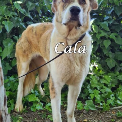 Cala IMG-20200519-WA0078