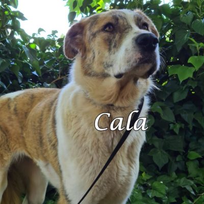 Cala IMG-20200519-WA0082