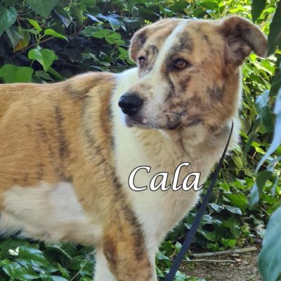 Cala IMG-20200519-WA0085