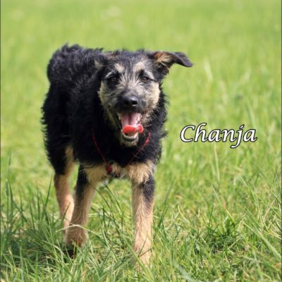 Chanja IMG-20200511-WA0072