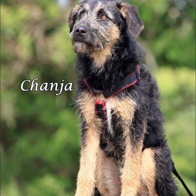 Chanja IMG-20200511-WA0073