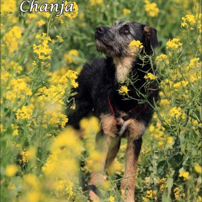 Chanja IMG-20200511-WA0074