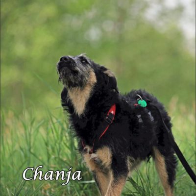 Chanja IMG-20200511-WA0081