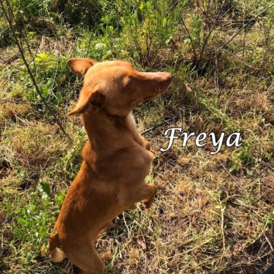 Freya2