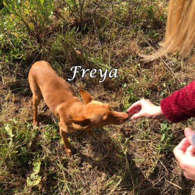Freya2 IMG-20200228-WA0034