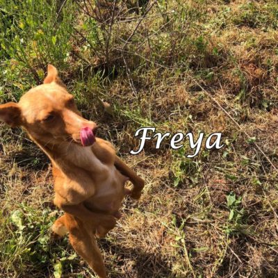 Freya2 IMG-20200228-WA0036