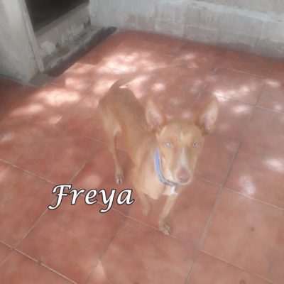 Freya2 IMG-20200516-WA0037